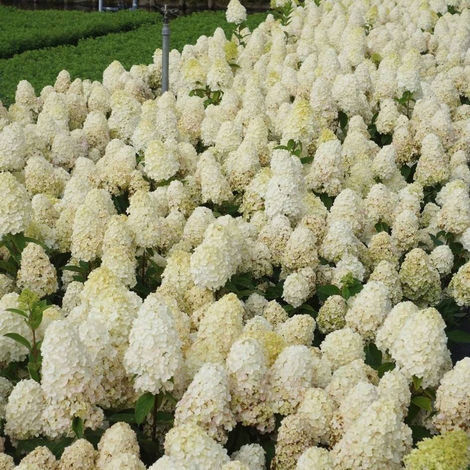 Hydrangea paniculata ‘Baby Lace’
