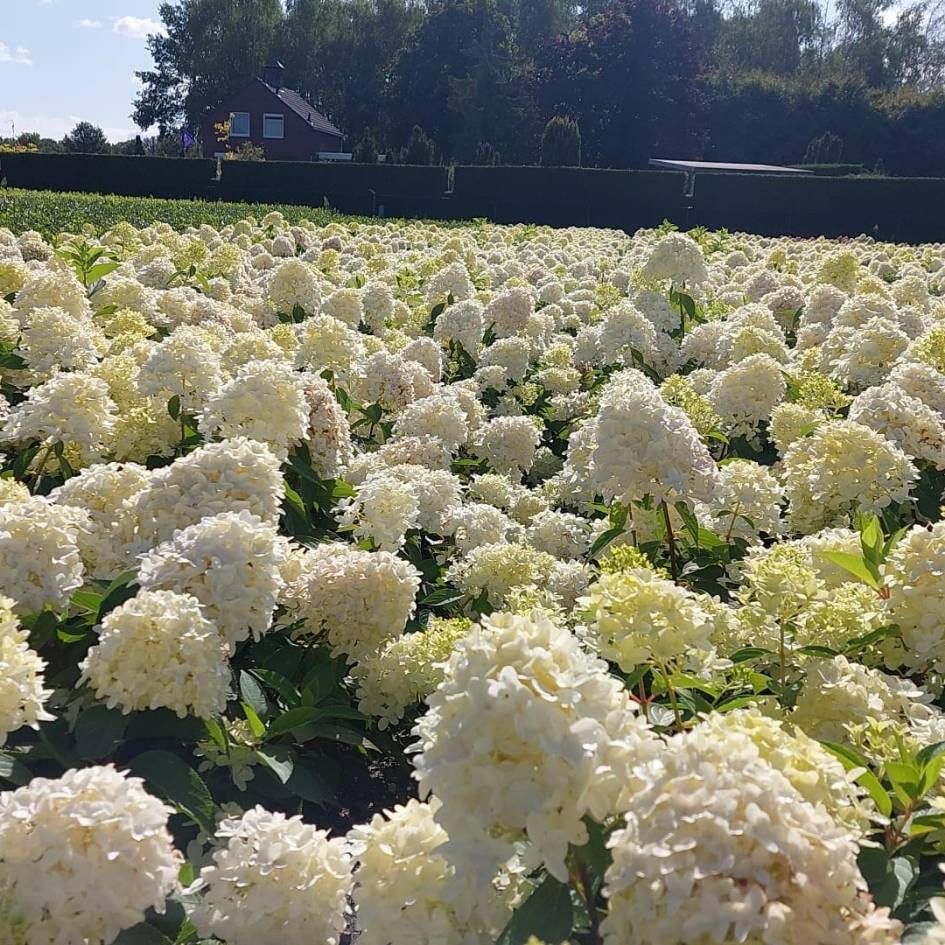 Hydrangea paniculata ‘Skyfall’