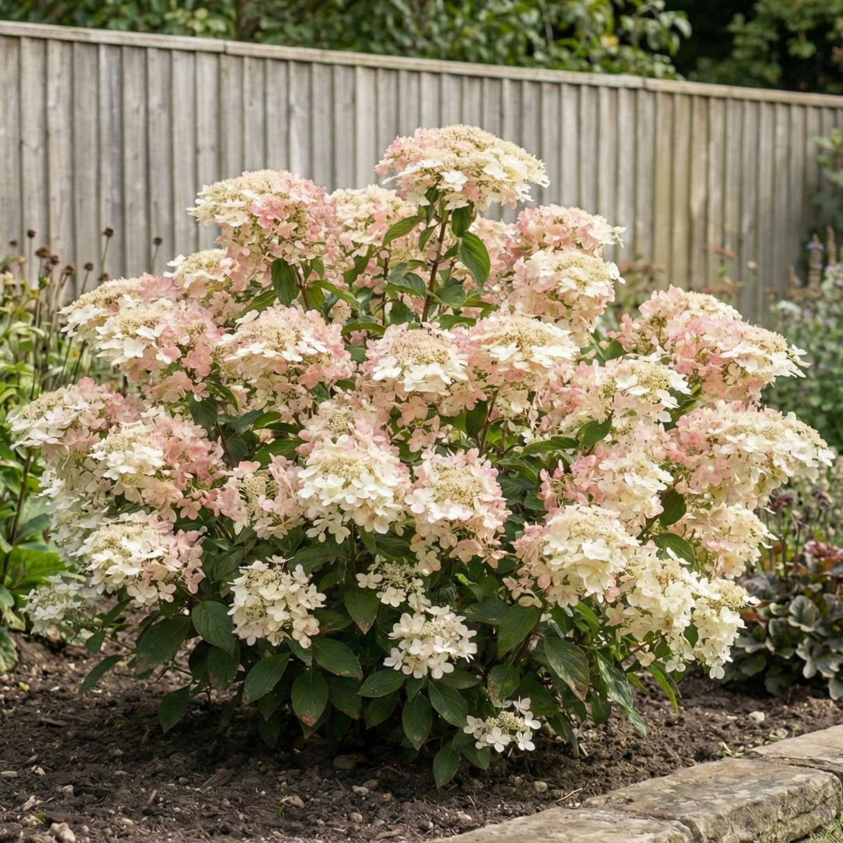 Hydrangea paniculata ‘Polestar’