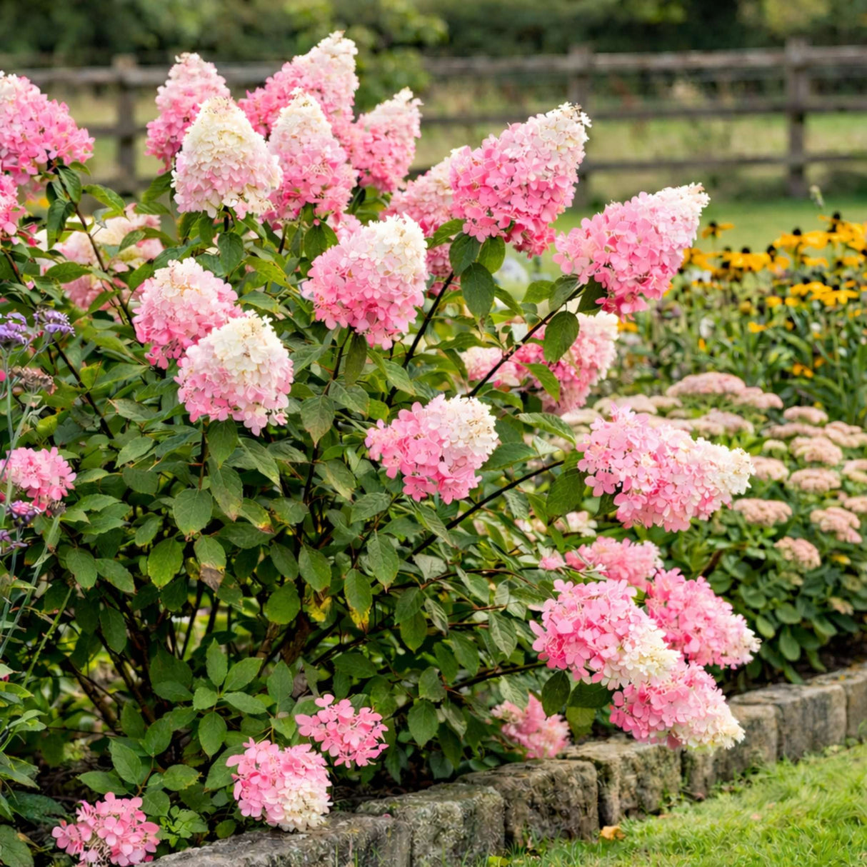 Hydrangea paniculata ‘Vanille Fraise’