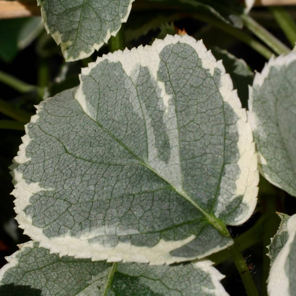 Hydrangea petiolaris ‘Silver Lining’