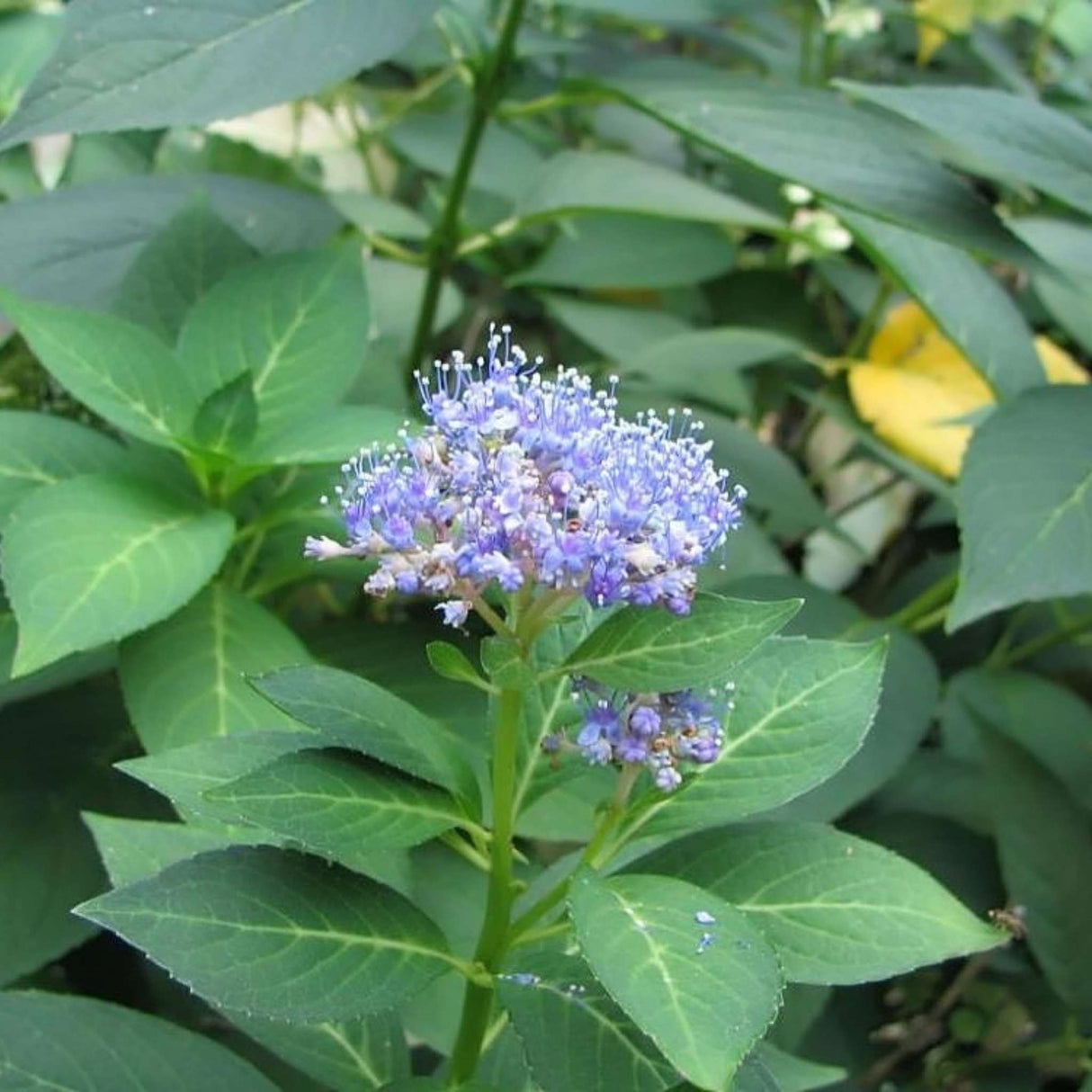 Hydrangea serrata ‘Bluebird’