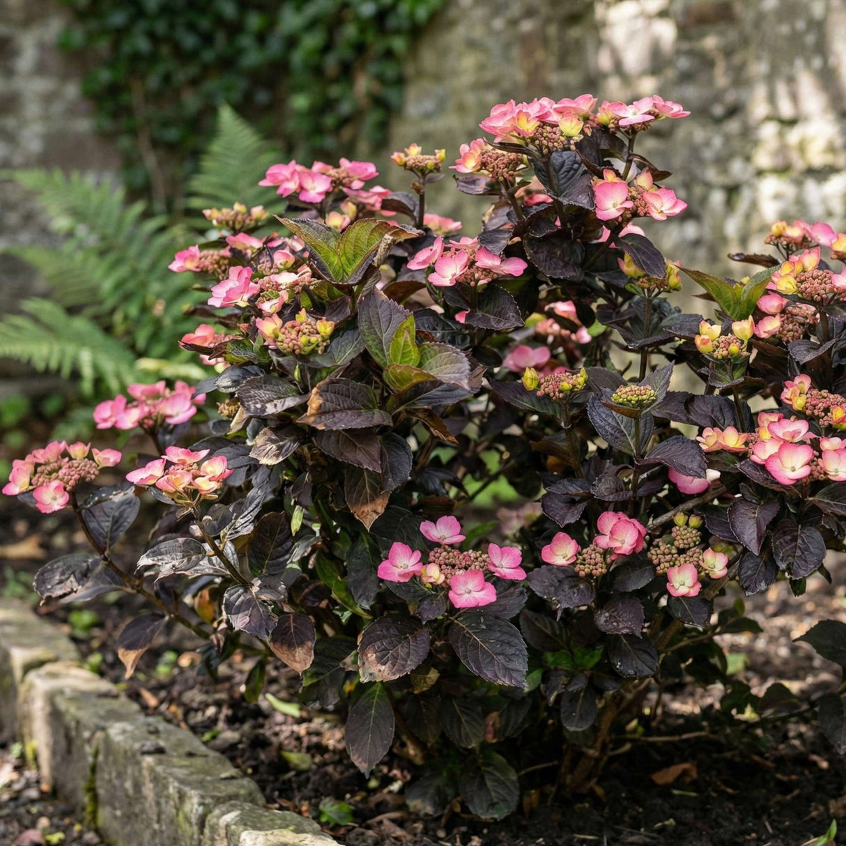 Hydrangea serrata ‘Daredevil’