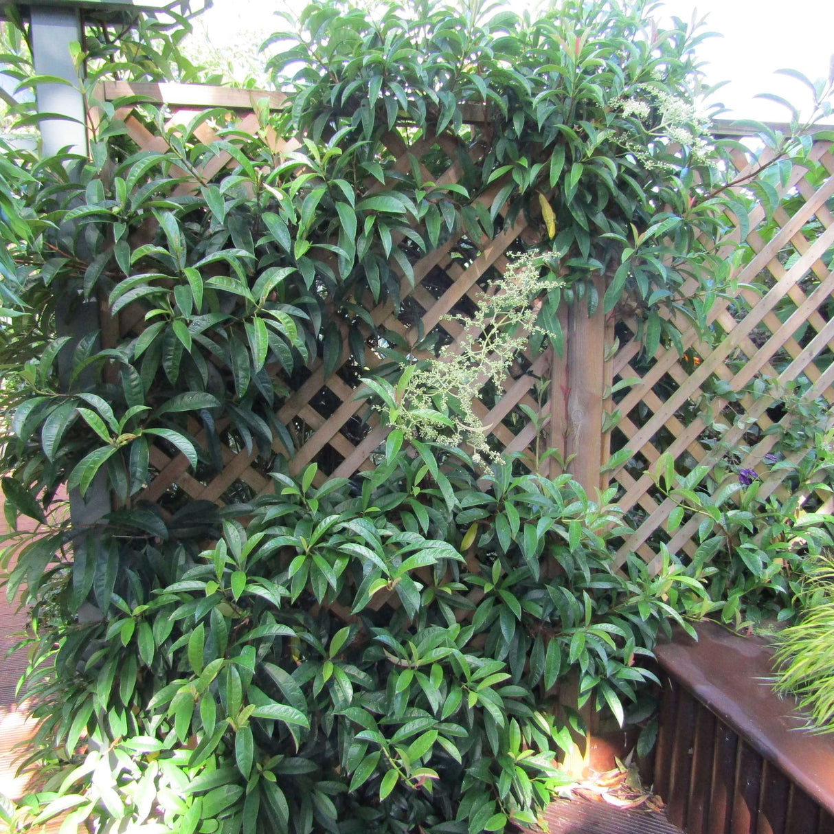 Hydrangea viburnoides