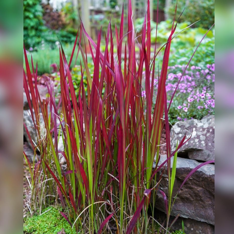 Imperata cylindrica ‘Red Baron’