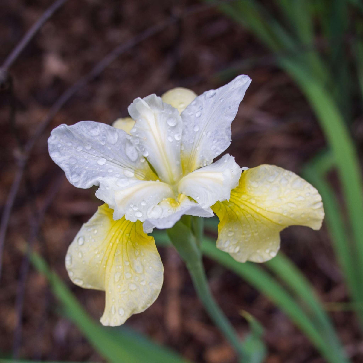 Iris ‘Butter and Sugar’