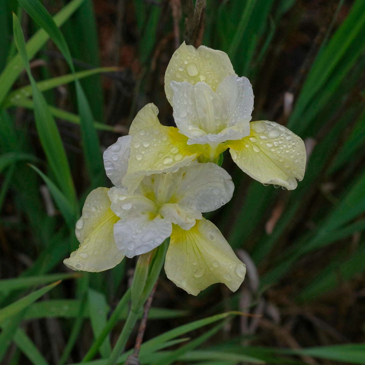 Iris ‘Butter and Sugar’