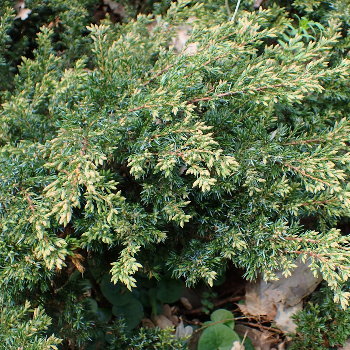 Juniperus communis ‘Repanda’