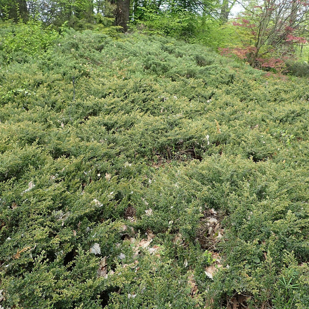 Juniperus communis ‘Repanda’