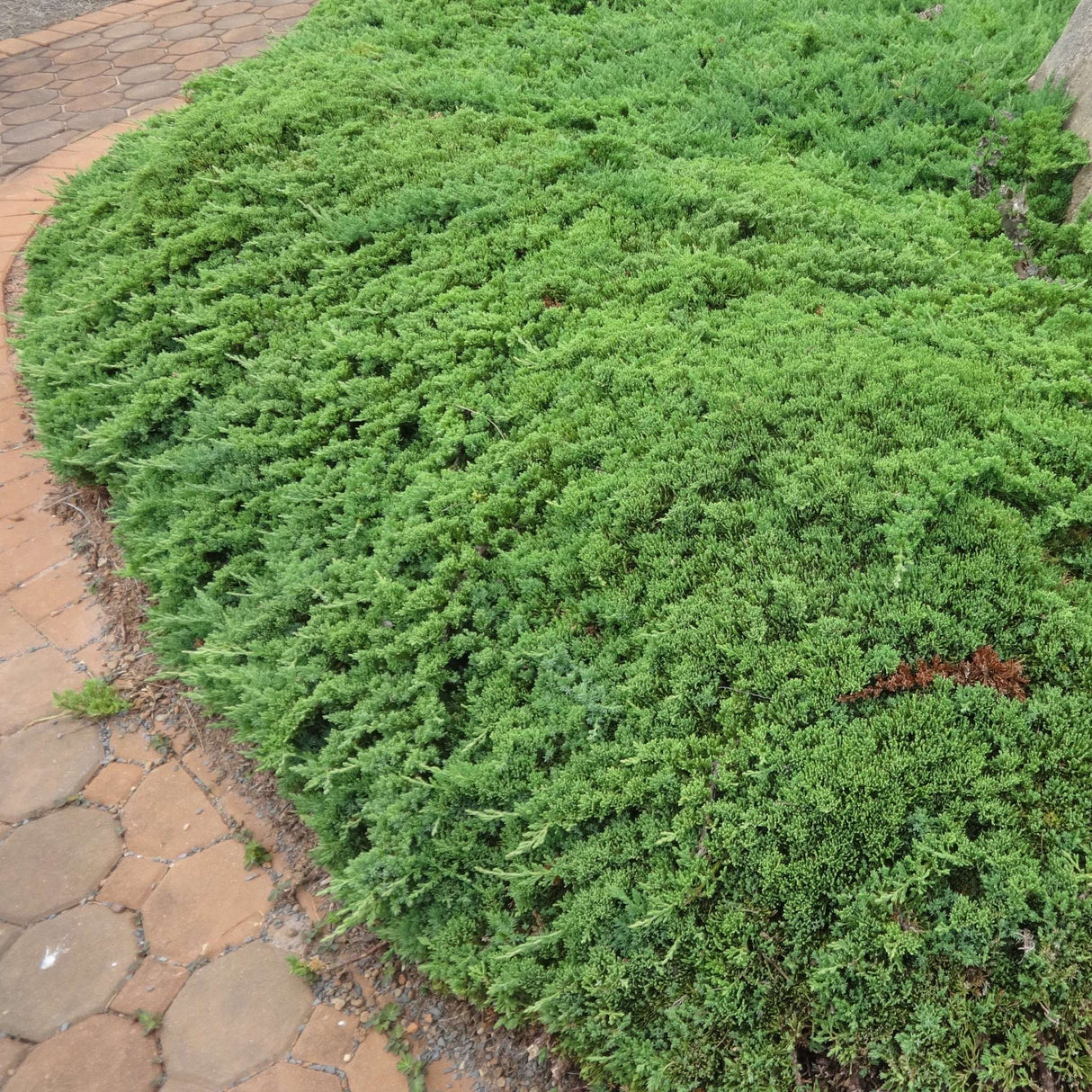 Juniperus procumbens ‘Nana’