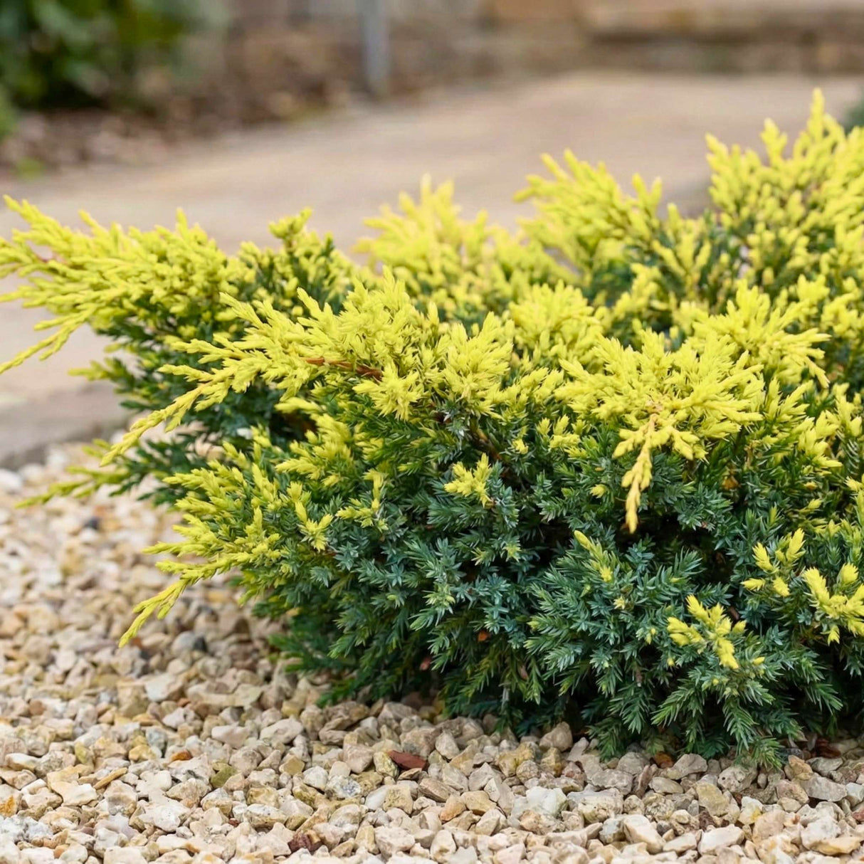 Juniperus squamata ‘Holger’