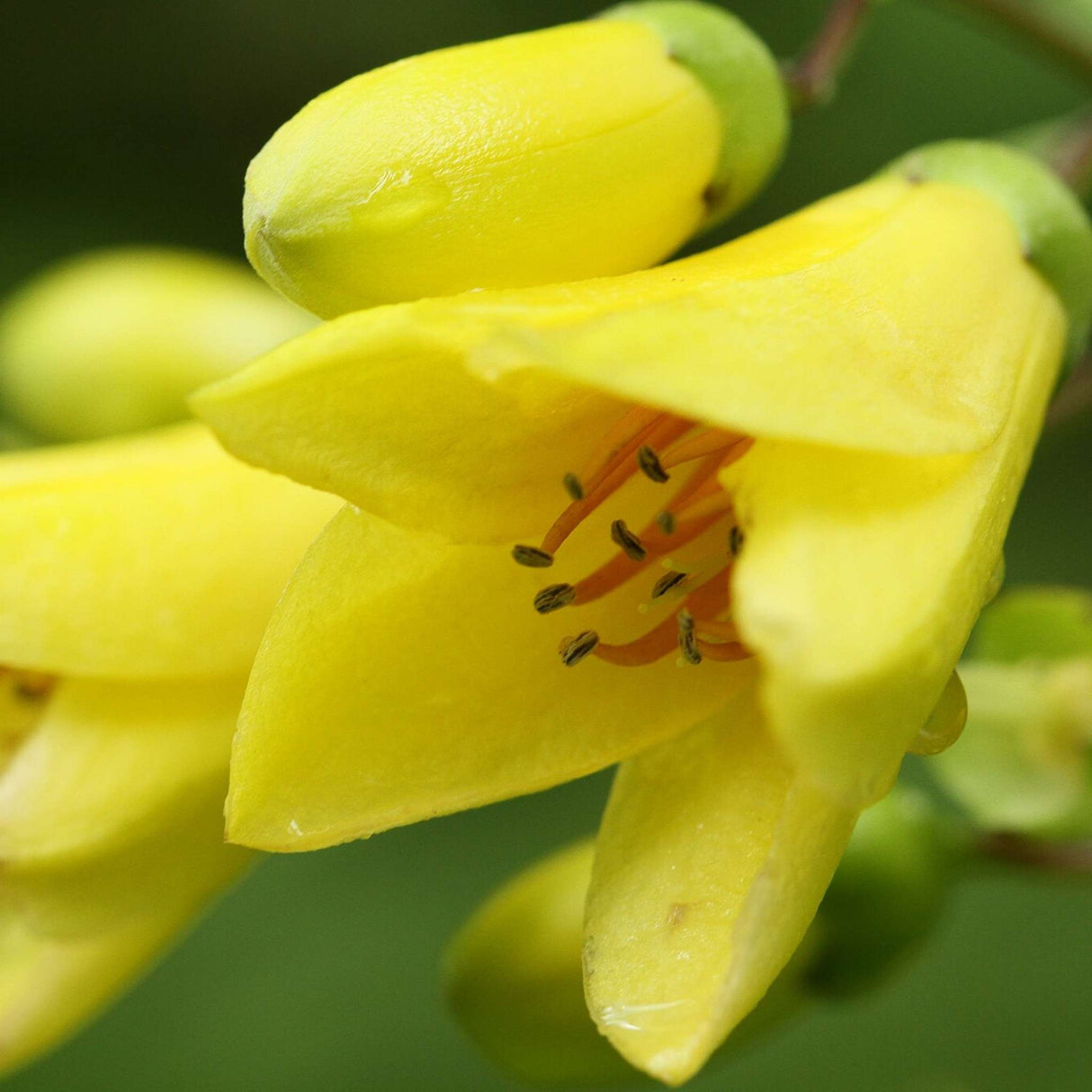 Kirengeshoma palmata