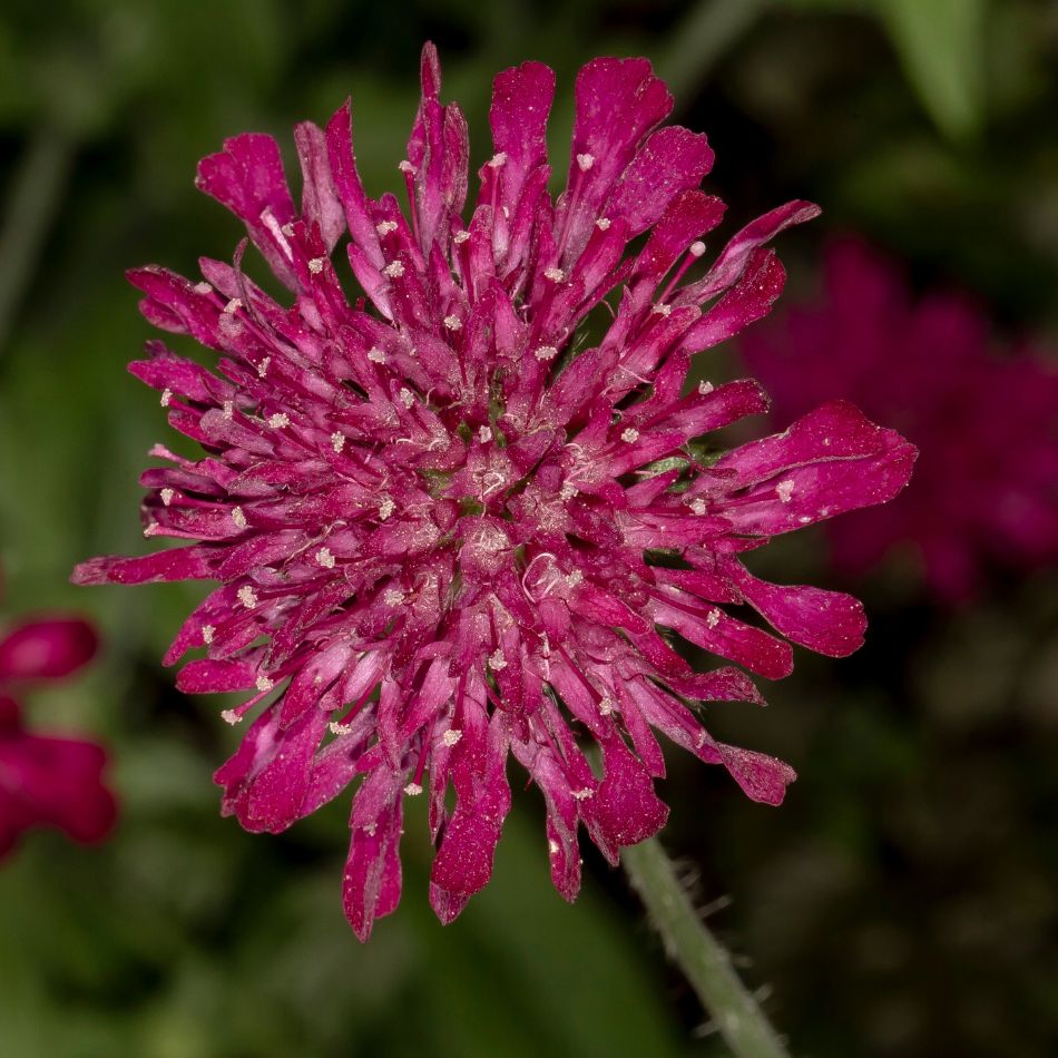 Knautia macedonica
