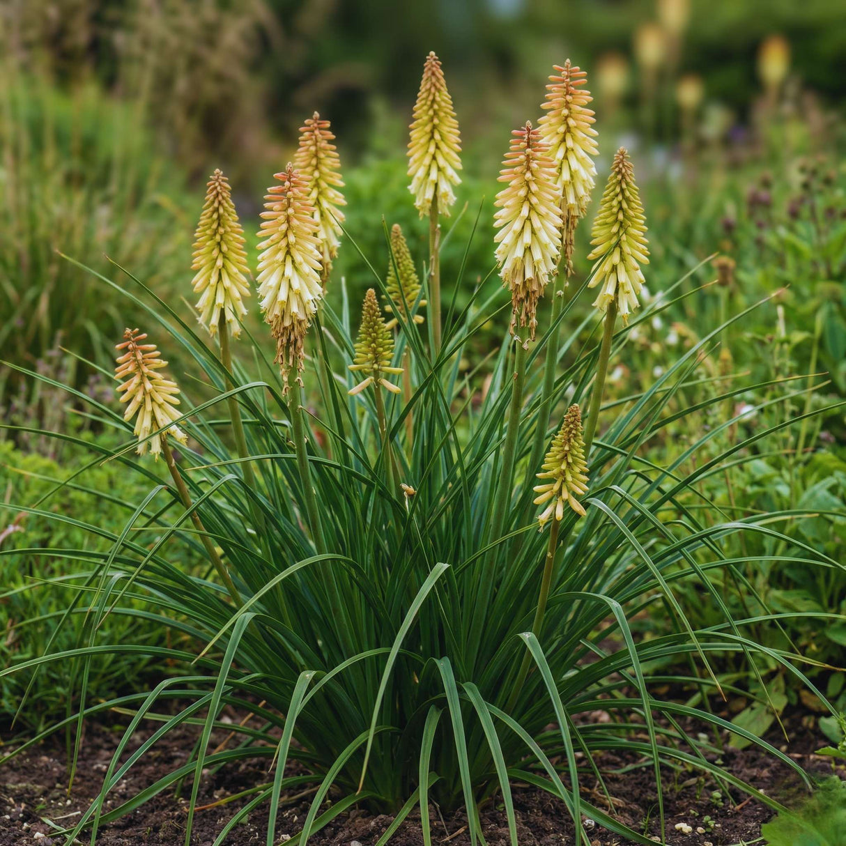 Kniphofia ‘Moonstone’