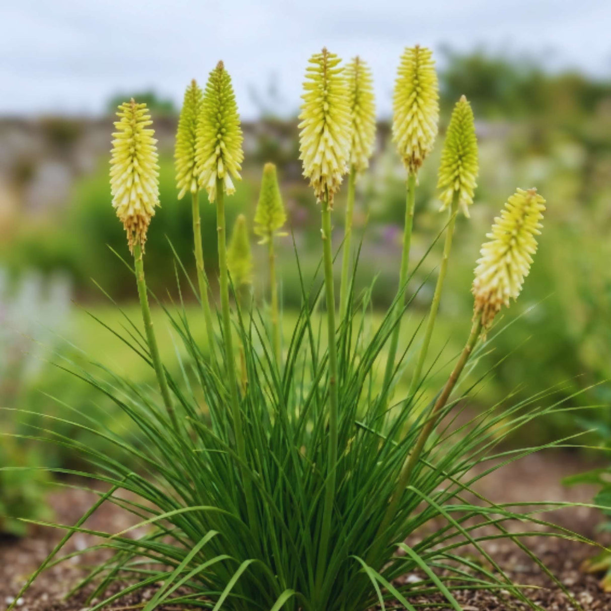 Kniphofia ‘Pineapple Popsicle’
