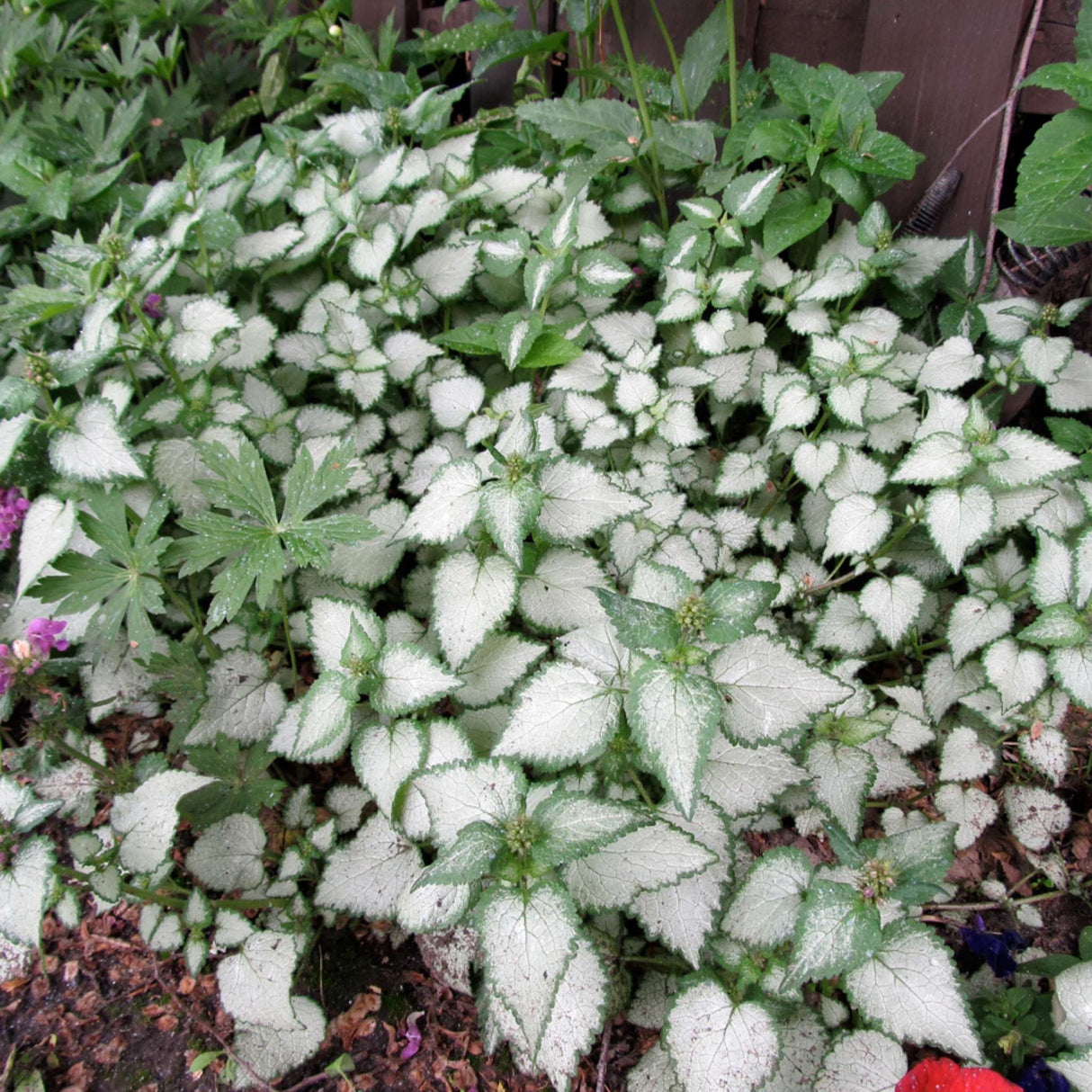 Lamium maculatum ‘Beacon Silver’