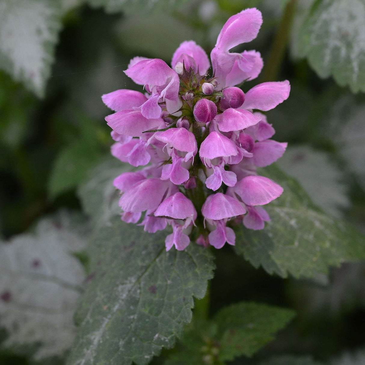 Lamium maculatum ‘Beacon Silver’