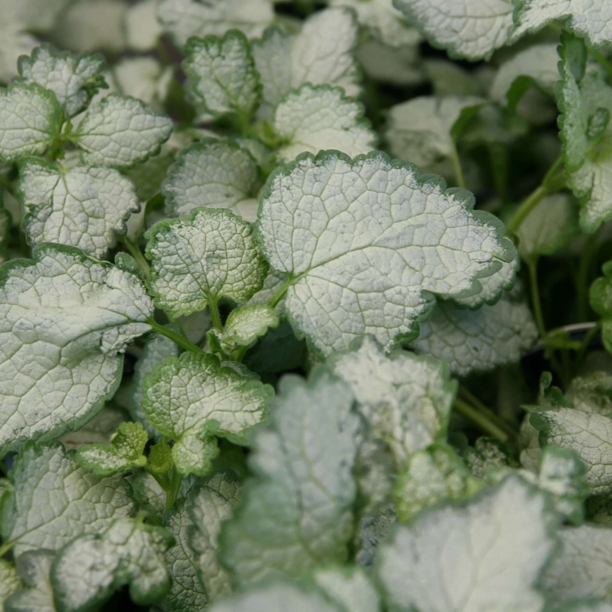 Lamium maculatum ‘Beacon Silver’