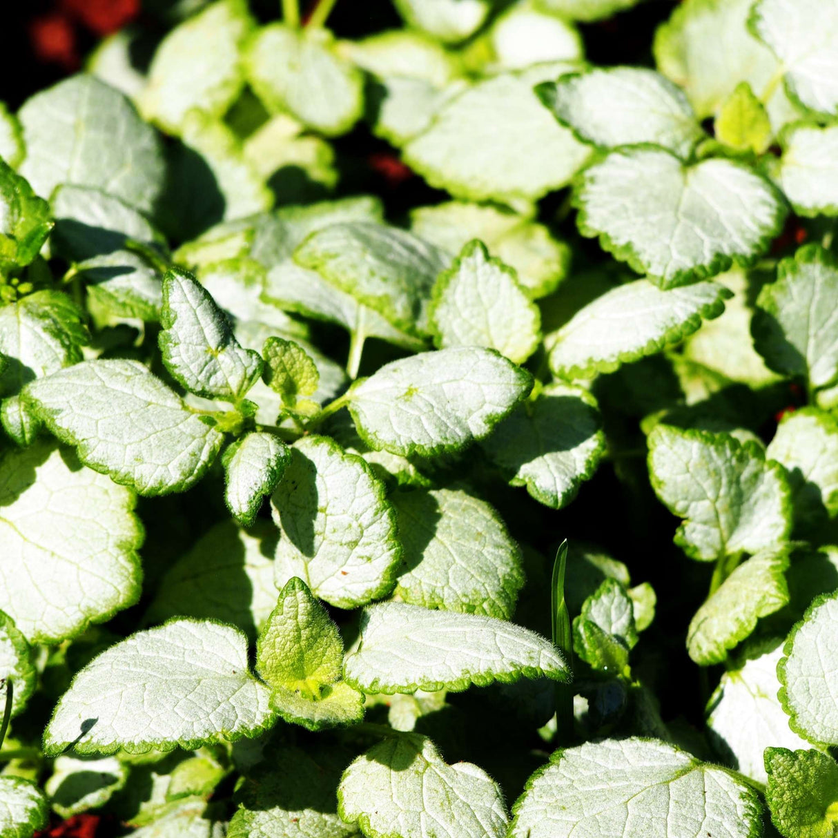 Lamium maculatum ‘White Nancy’