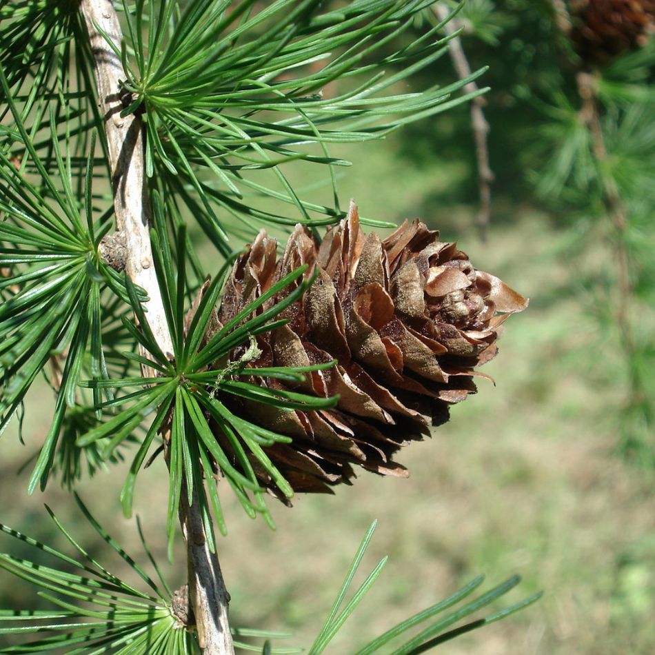 Larix kaempferi