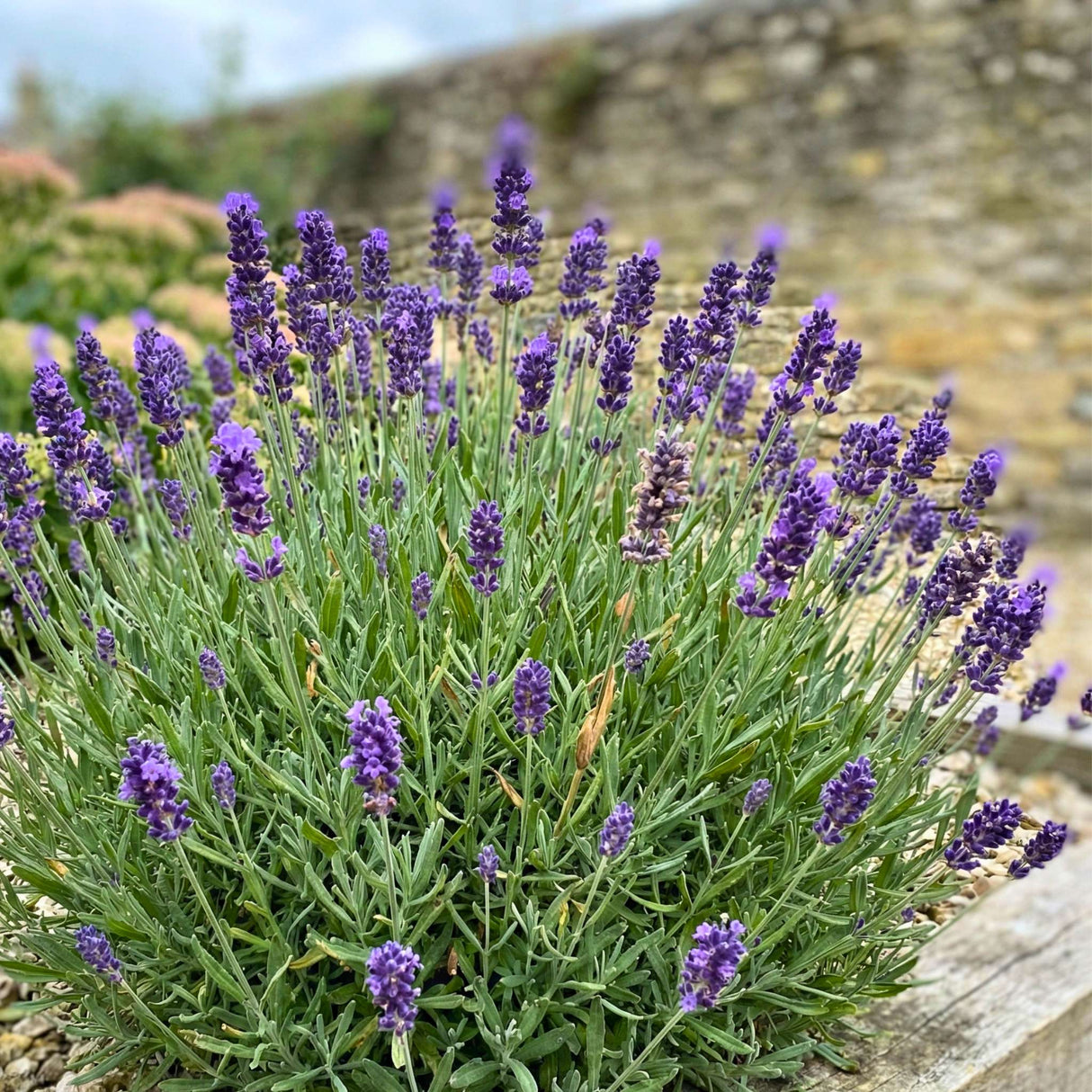 Lavandula angustifolia ‘Essence Purple’