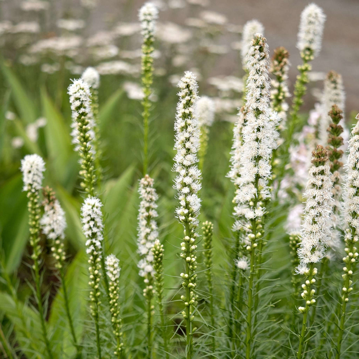 Liatris spicata ‘Alba’