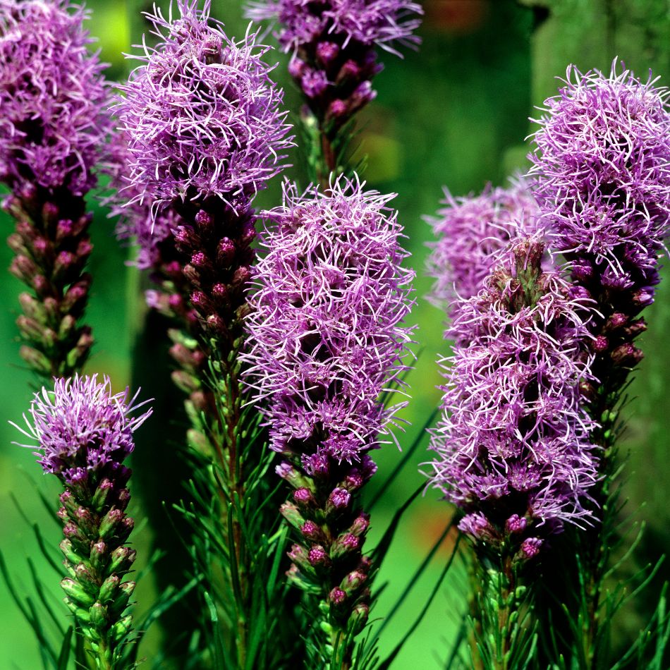 Liatris spicata ‘Floristan Violet’