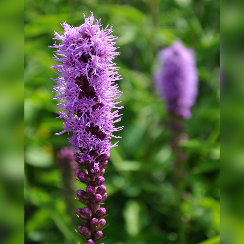 Liatris spicata ‘Kobold’