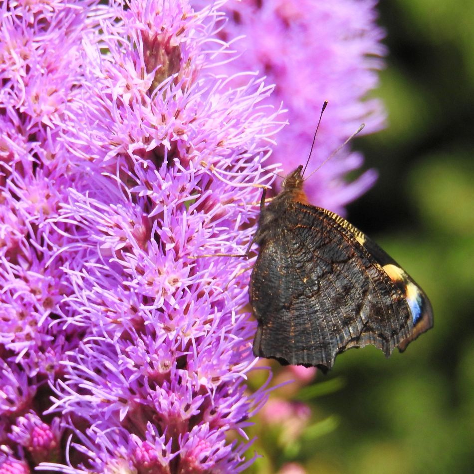Liatris spicata ‘Kobold’