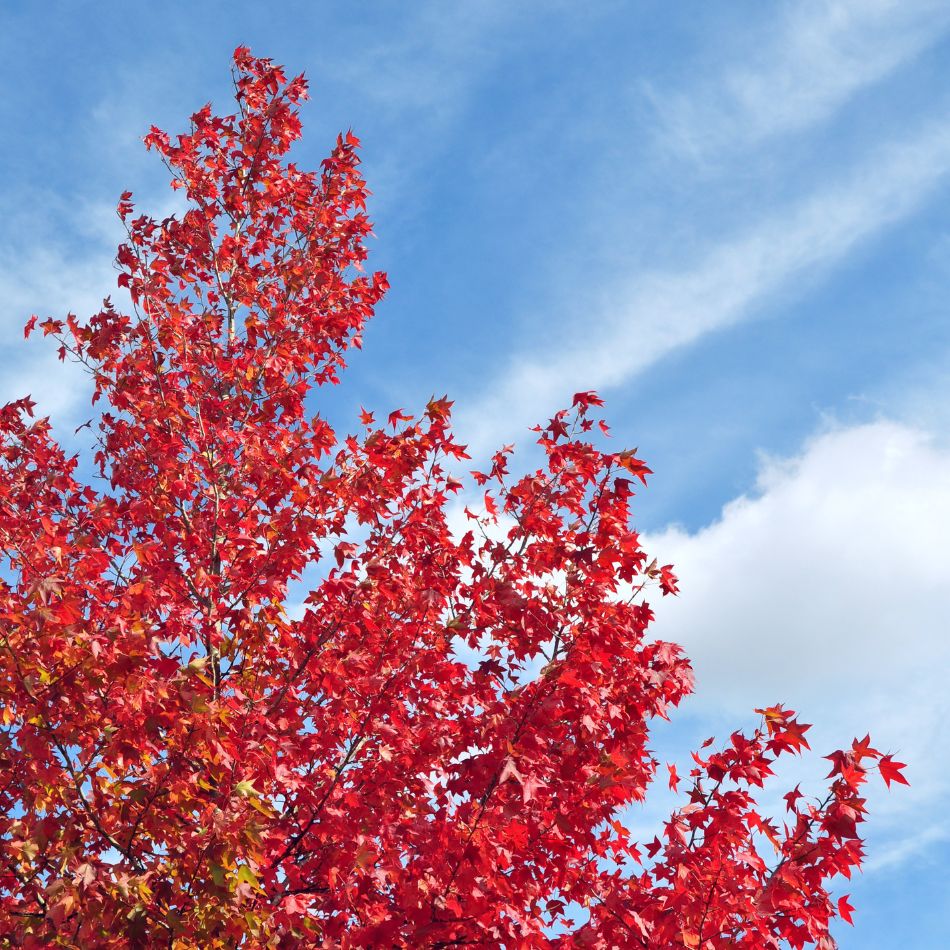 Liquidambar styraciflua