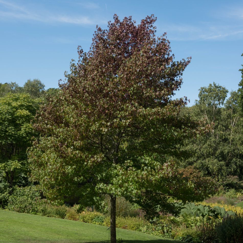 Liquidambar styraciflua ‘Worplesdon’