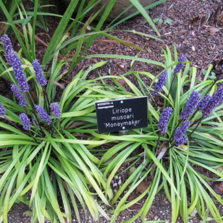 Liriope muscari ‘Moneymaker’