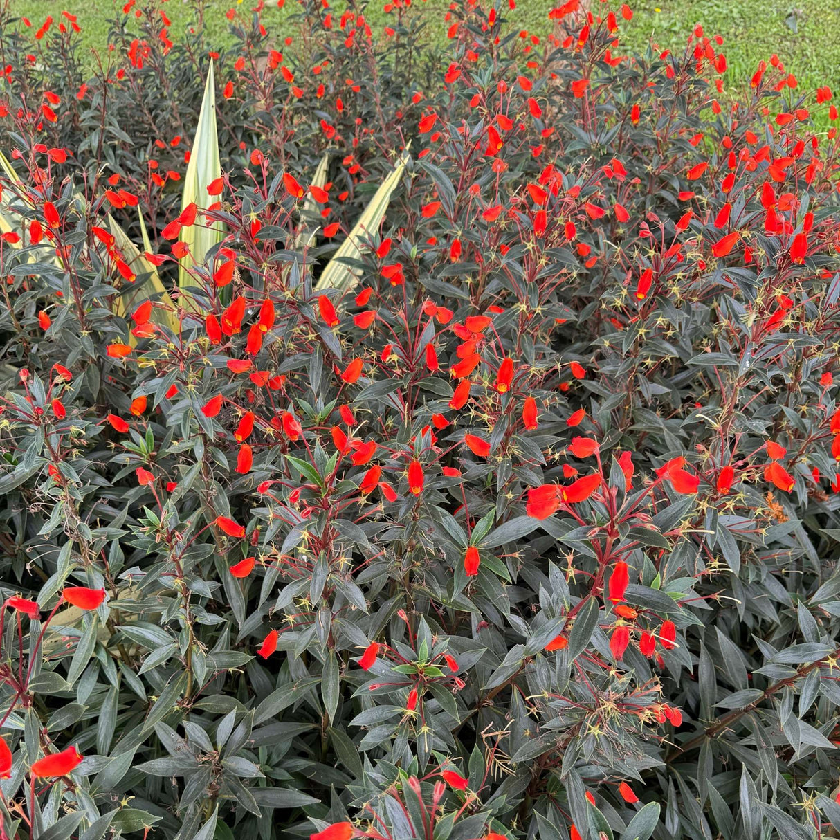 Lobelia cardinalis ‘Queen Victoria’