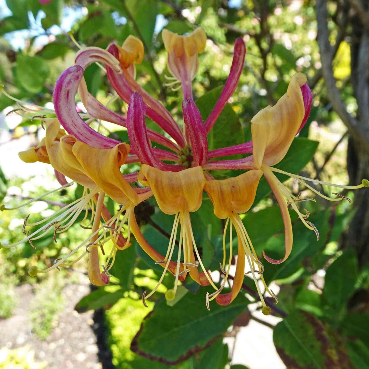 Lonicera periclymenum ‘Serotina’