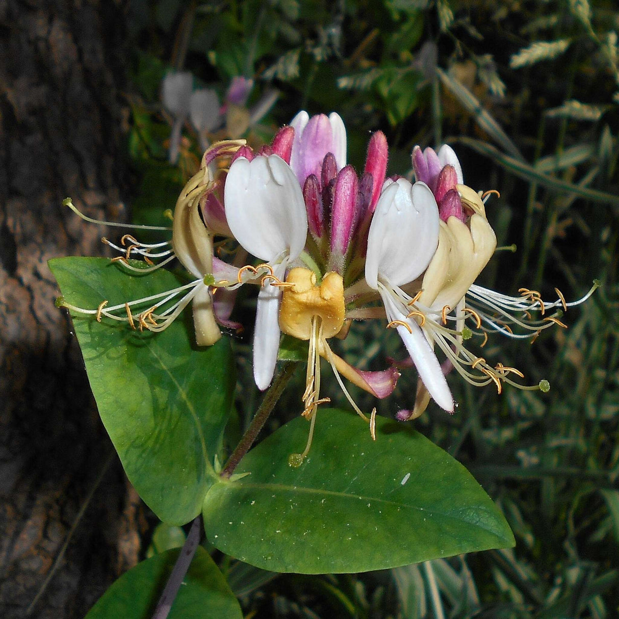 Lonicera periclymenum ‘Serotina’