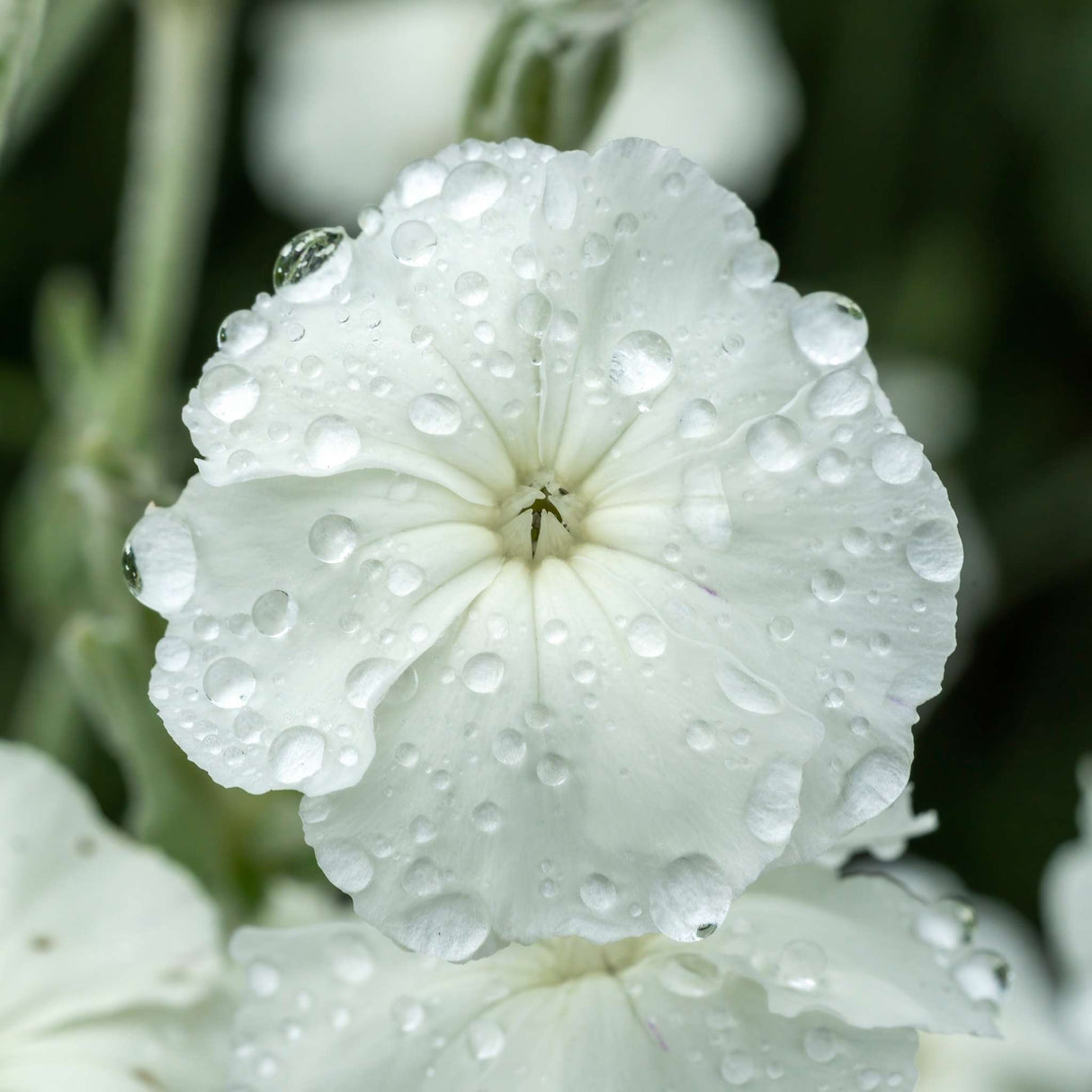 Lychnis coronaria ‘Alba’