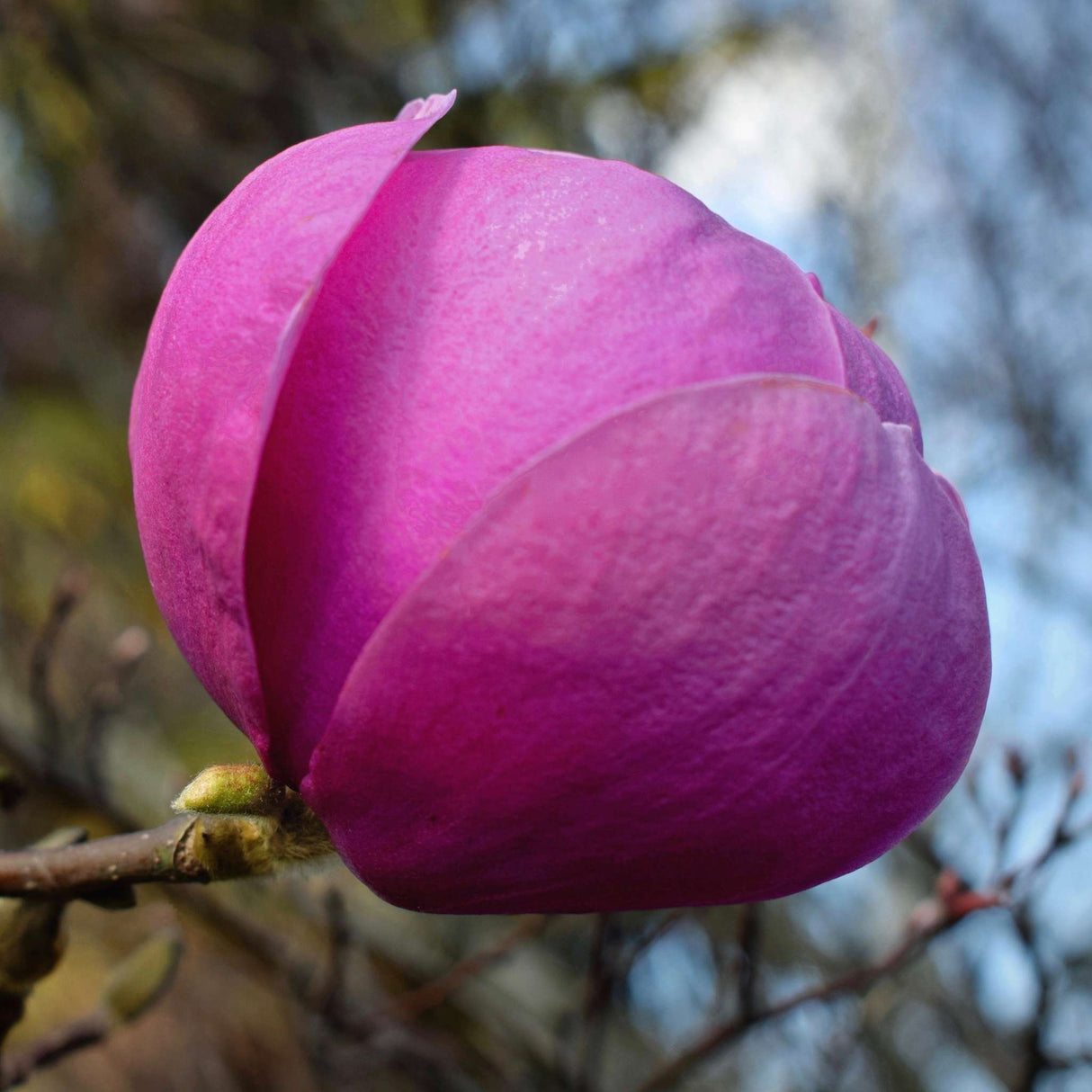 Magnolia ‘Black Tulip’