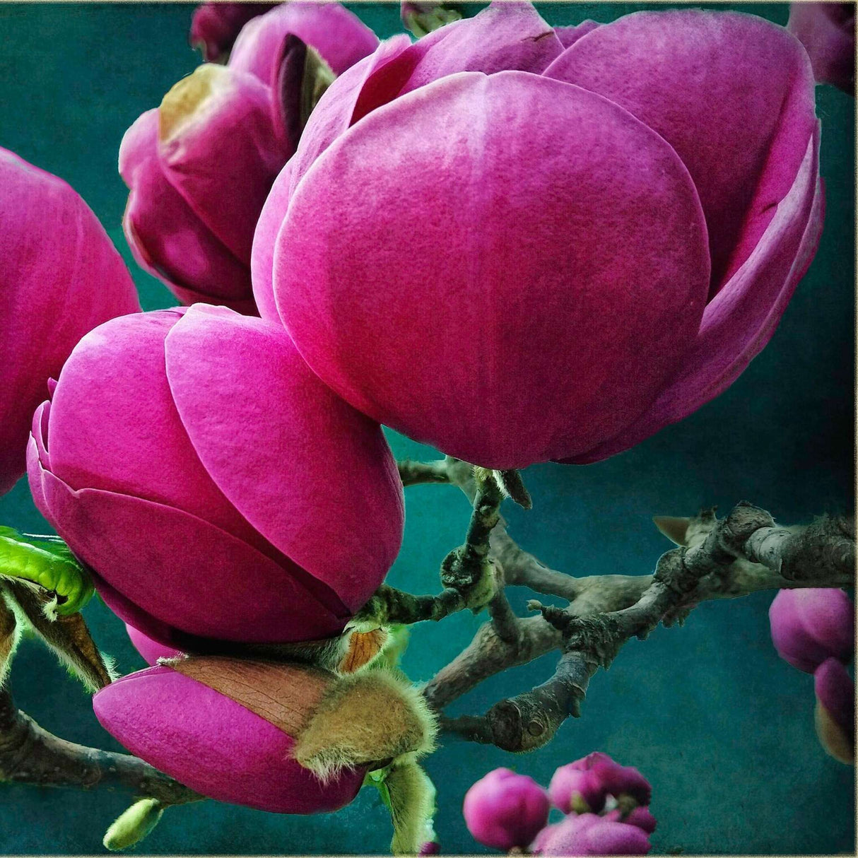 Magnolia ‘Black Tulip’