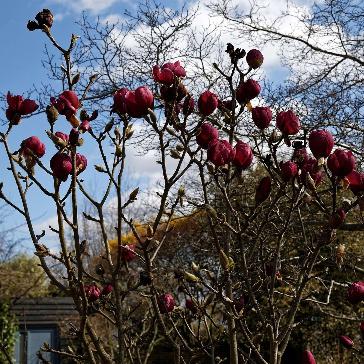 Magnolia ‘Black Tulip’
