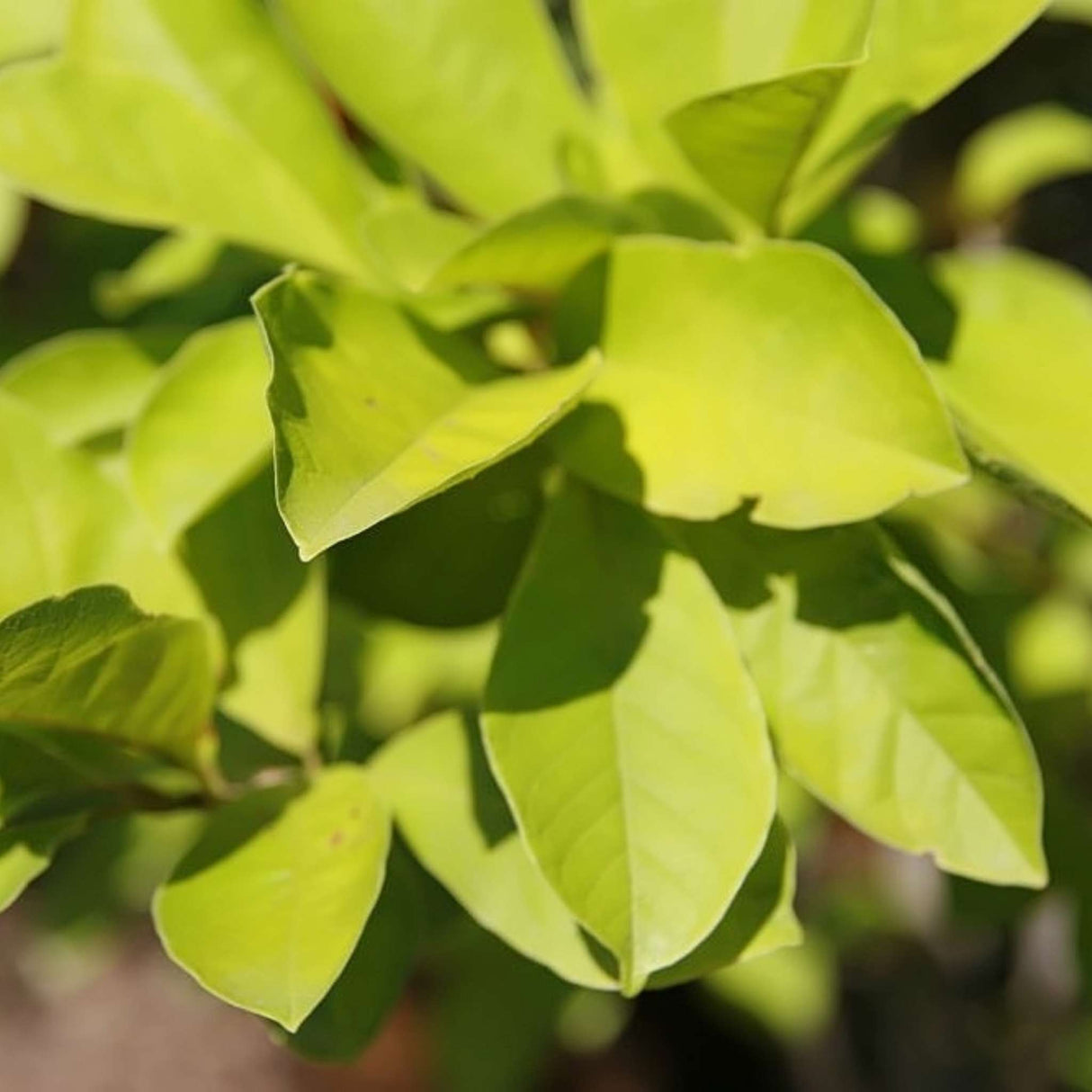 Magnolia ‘Butterflies’
