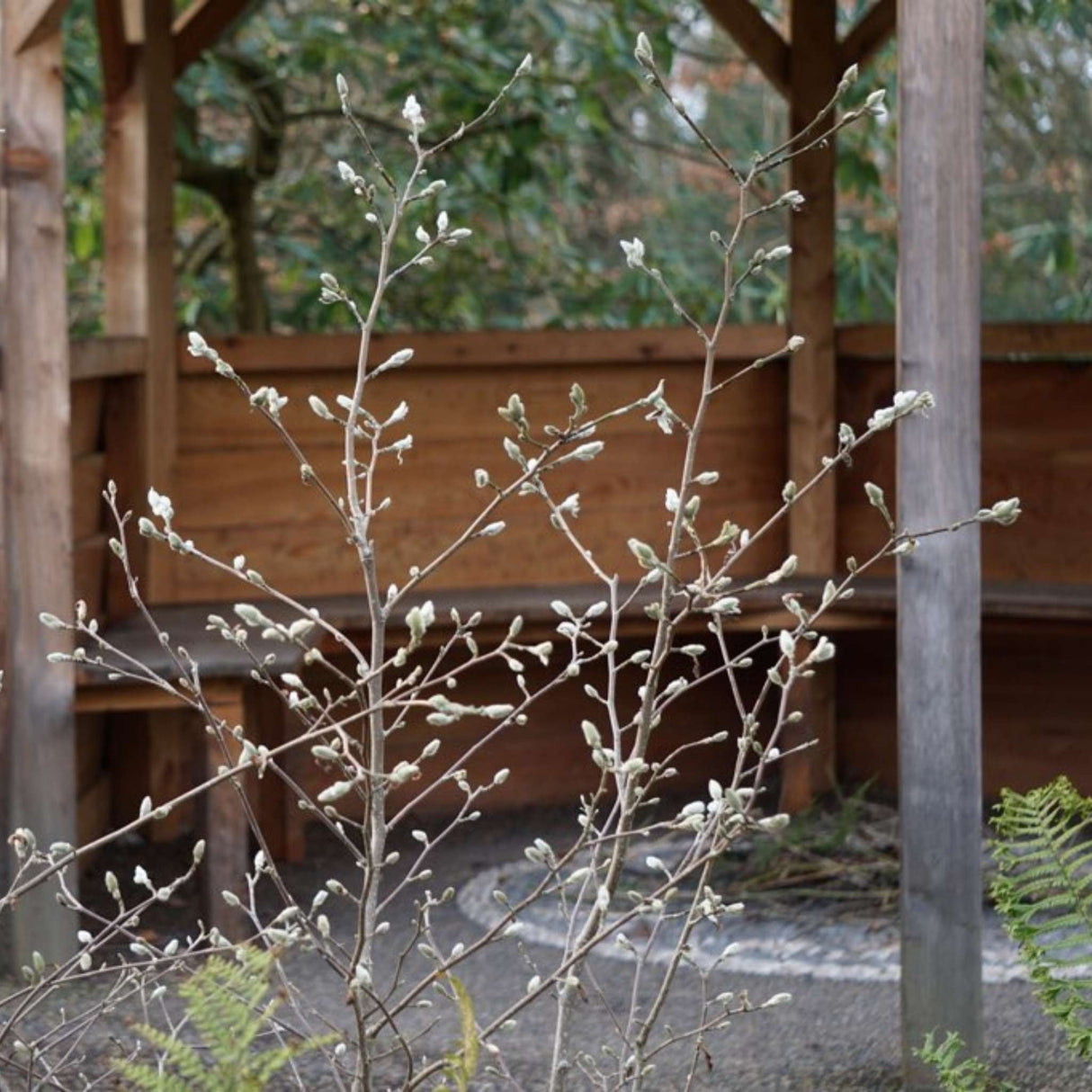 Magnolia ‘Genie’