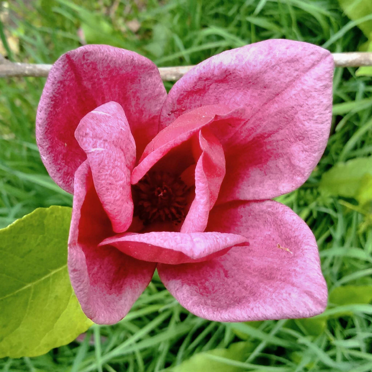 Magnolia ‘Genie’