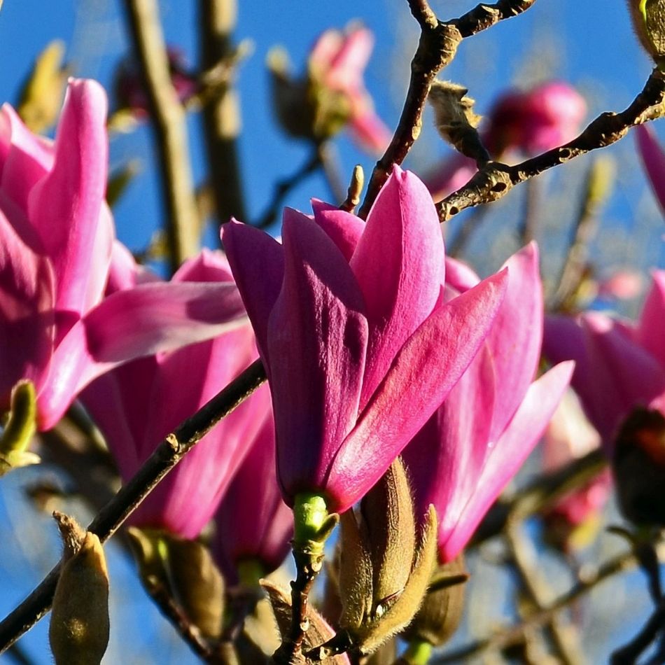 Magnolia ‘Heaven Scent’