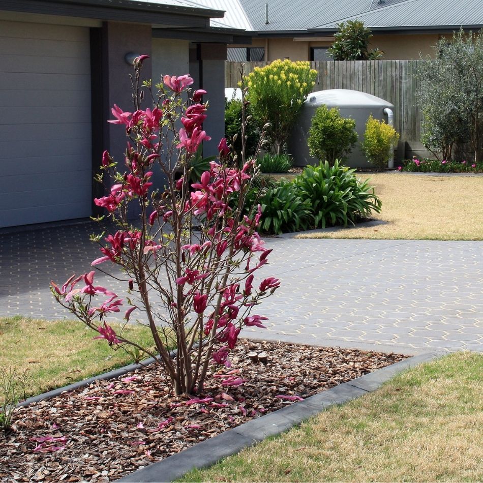 Magnolia ‘Susan’