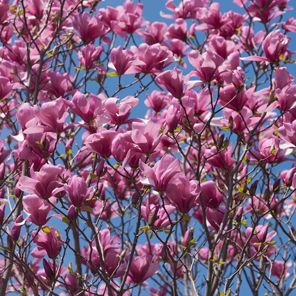 Magnolia ‘Galaxy’