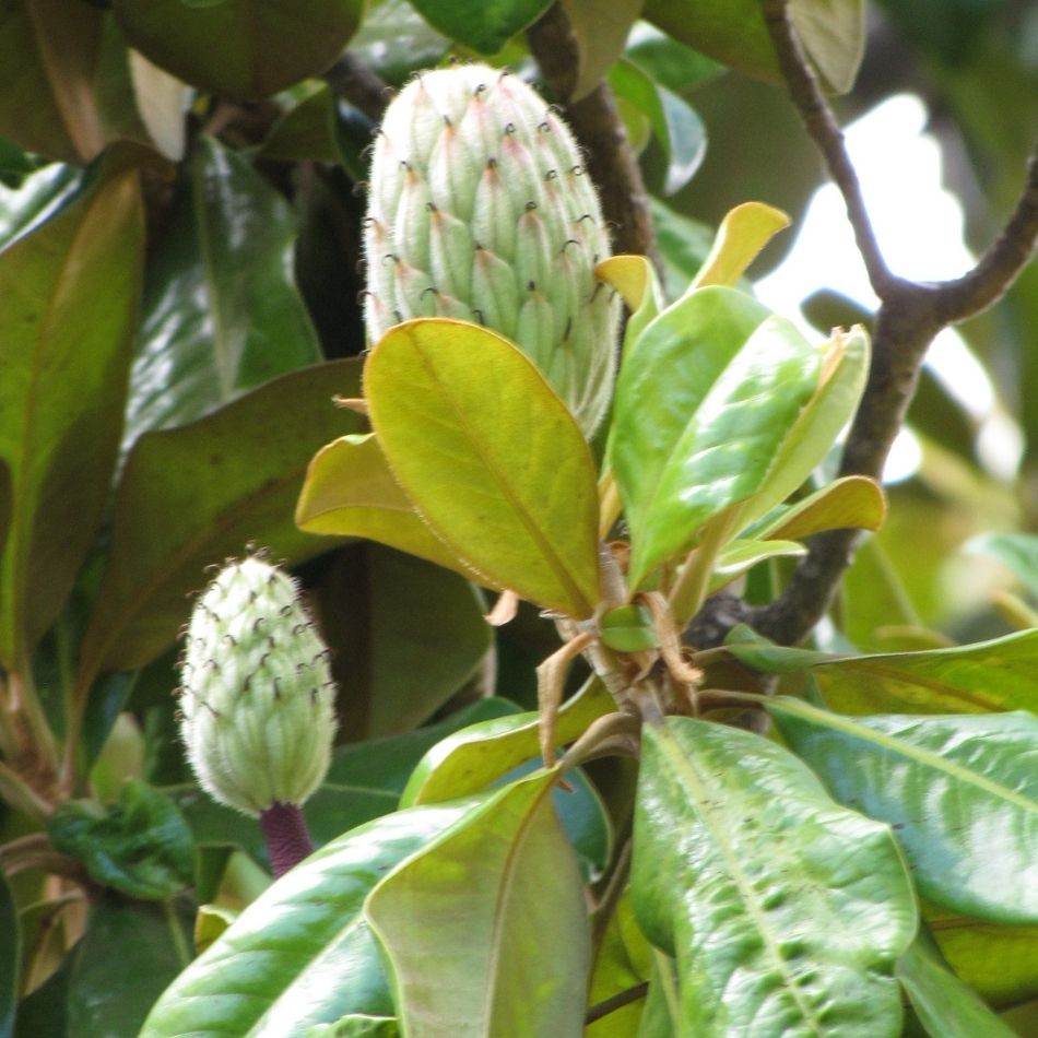 Magnolia grandiflora