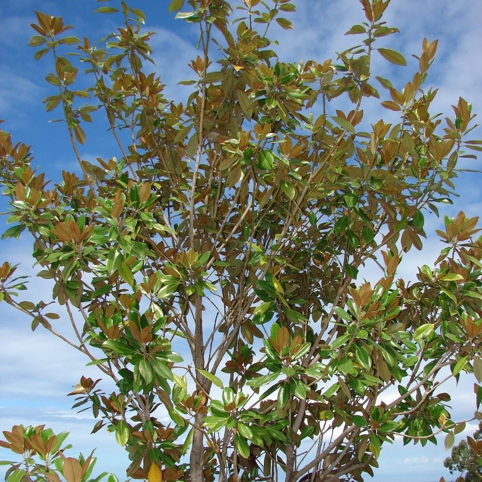 Magnolia grandiflora