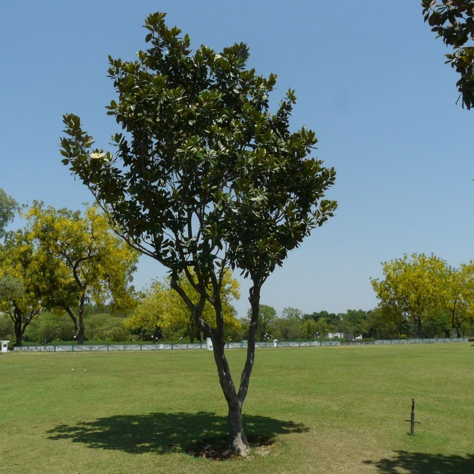 Magnolia grandiflora