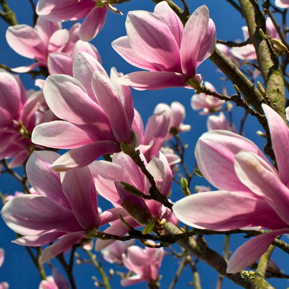 Magnolia ‘Heaven Scent’