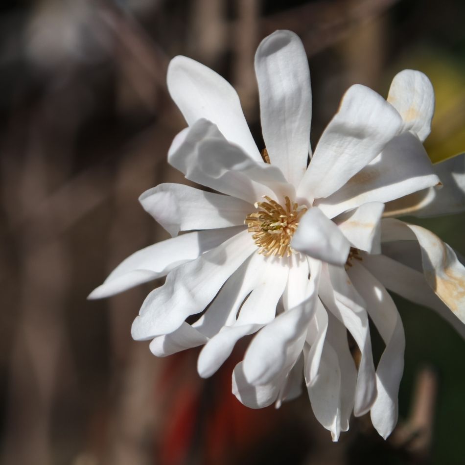Magnolia stellata